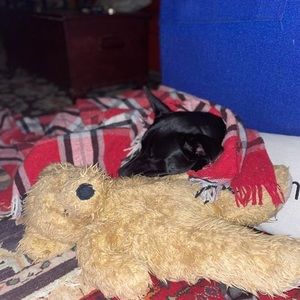 Meet your Posher, Burton